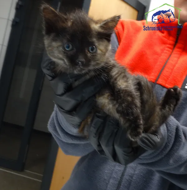 Kot do adopcji, Szczecin, 4 października 2025