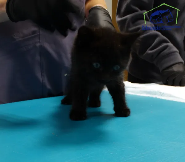 Kot do adopcji, Szczecin, 4 października 2025