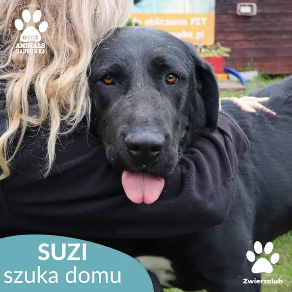 Pies do adopcji, Dąbrówka, 6 października 2025 (1/5)