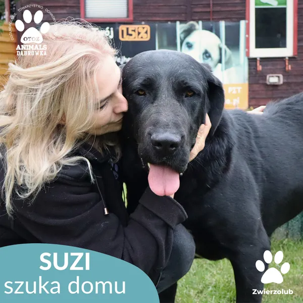 Pies do adopcji, Dąbrówka, 6 października 2025 (2/5)