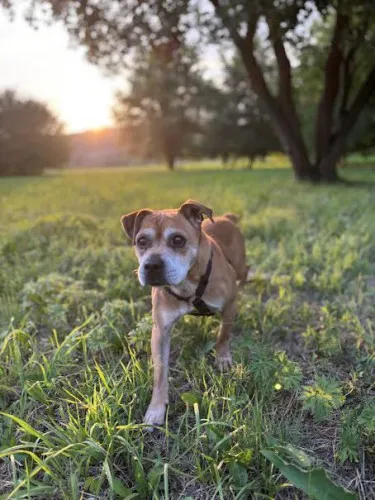Pies do adopcji, Kraków, 22 września 2025 (1/4)