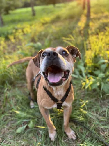 Pies do adopcji, Kraków, 22 września 2025 (2/4)