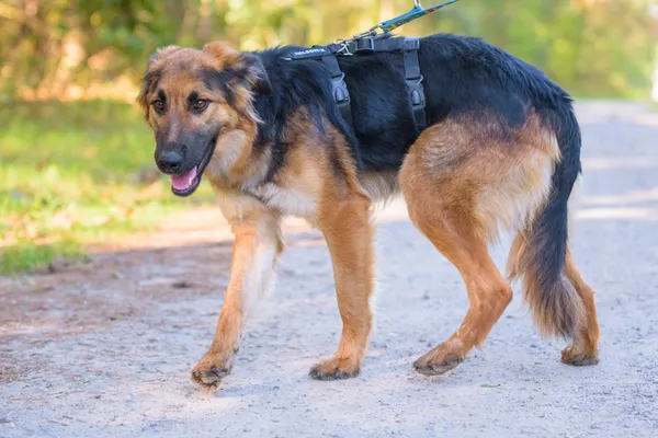 Pies do adopcji, Nowodwór, 5 października 2025 (2/5)