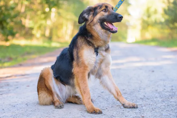 Pies do adopcji, Nowodwór, 5 października 2025 (3/5)