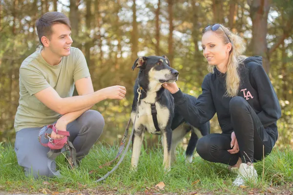 Pies do adopcji, Nowodwór, 5 października 2025 (5/5)