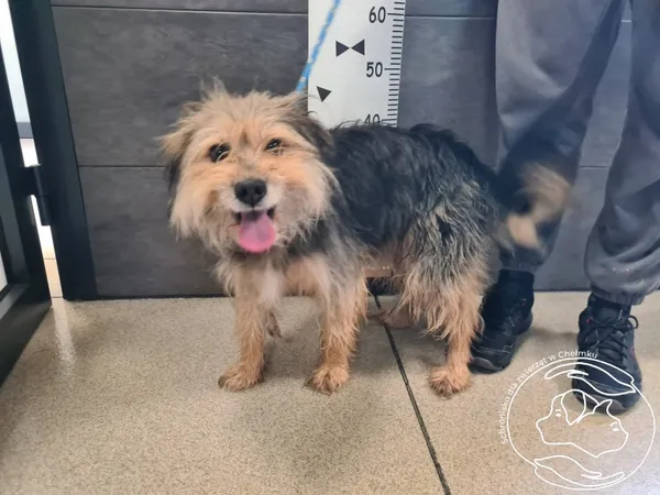 Pies do adopcji, Chełmek, 15 września 2025