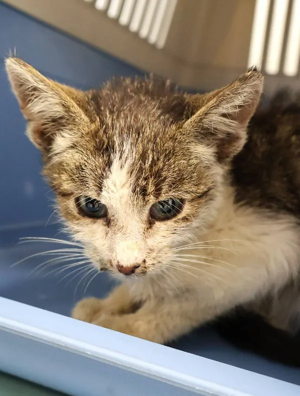 Znaleziono psa, Łódź, 7 października 2025 (1/4)