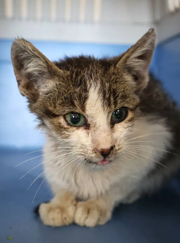 Znaleziono psa, Łódź, 7 października 2025 (4/4)