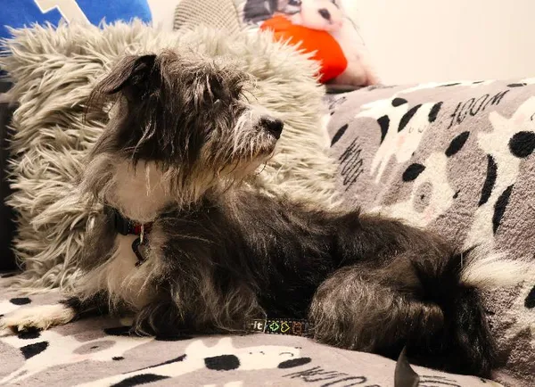 Znaleziono psa, Łódź, 7 października 2025 (4/5)