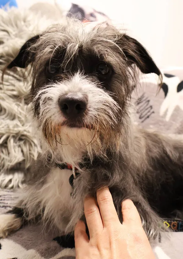 Znaleziono psa, Łódź, 7 października 2025 (5/5)