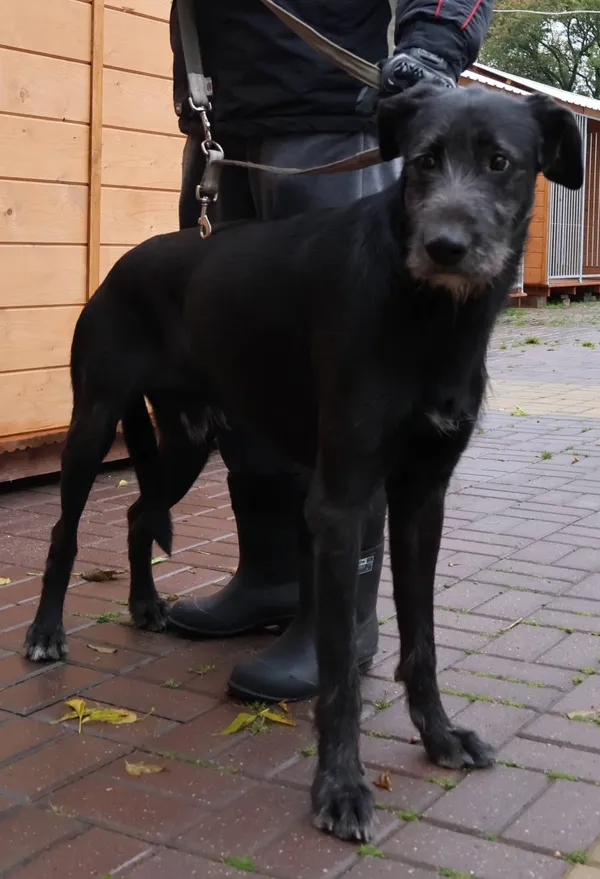 Znaleziono psa, Łódź, 6 października 2025 (2/2)