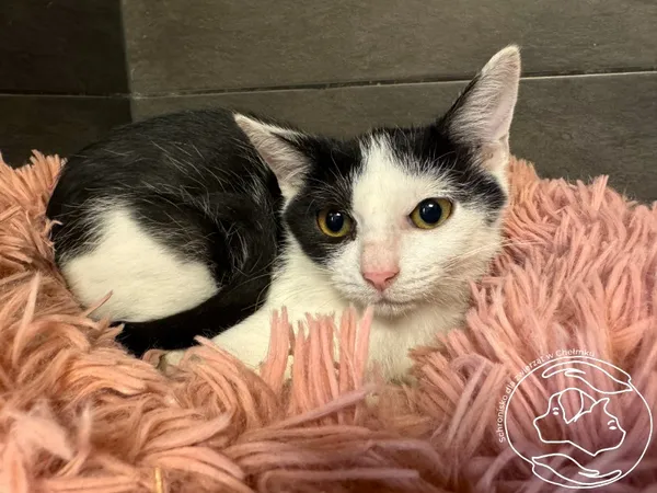 Kot do adopcji, Chełmek, 29 sierpnia 2025