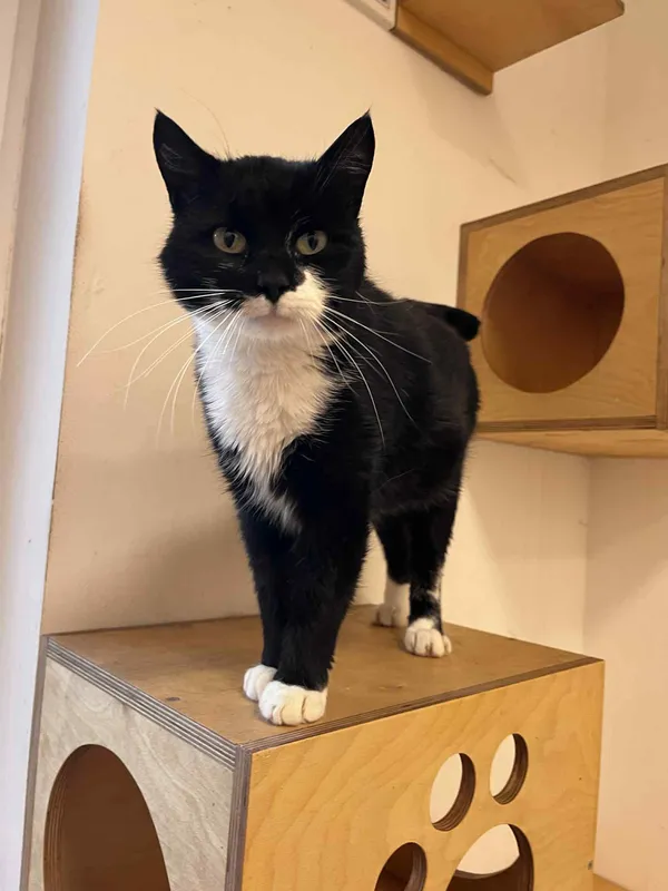 Kot do adopcji, Włocławek, 6 października 2025 (1/3)