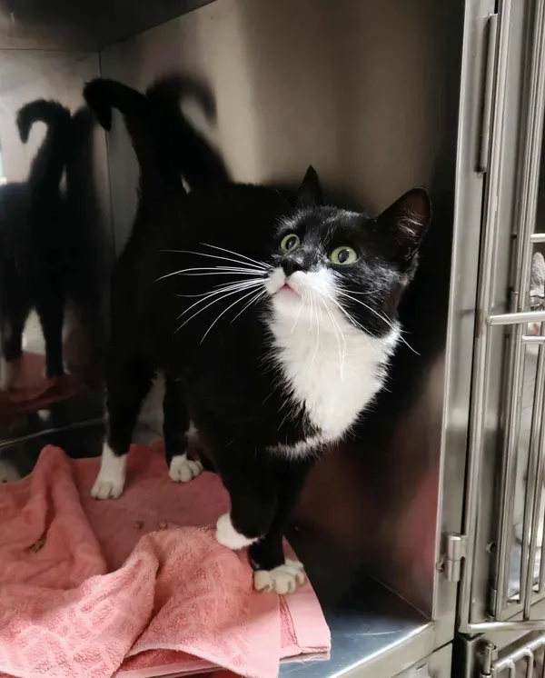 Kot do adopcji, Włocławek, 6 października 2025 (2/3)