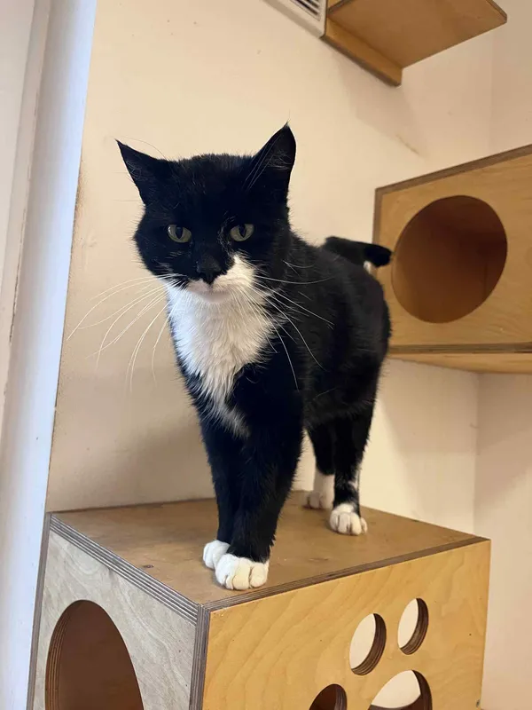 Kot do adopcji, Włocławek, 6 października 2025 (3/3)