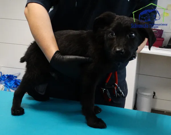 Znaleziono psa, Szczecin, 7 października 2025