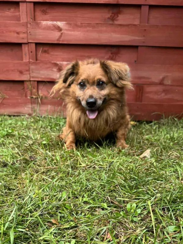 Znaleziono psa, Czartki, 7 października 2025