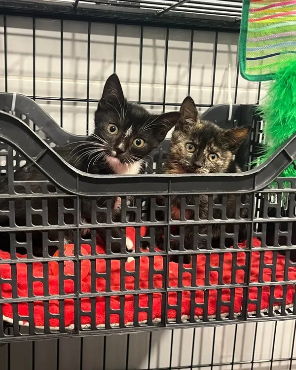 Kot do adopcji, Tychy, 18 września 2025