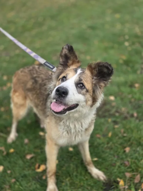 Pies do adopcji, Zgierz, 19 września 2025 (2/4)