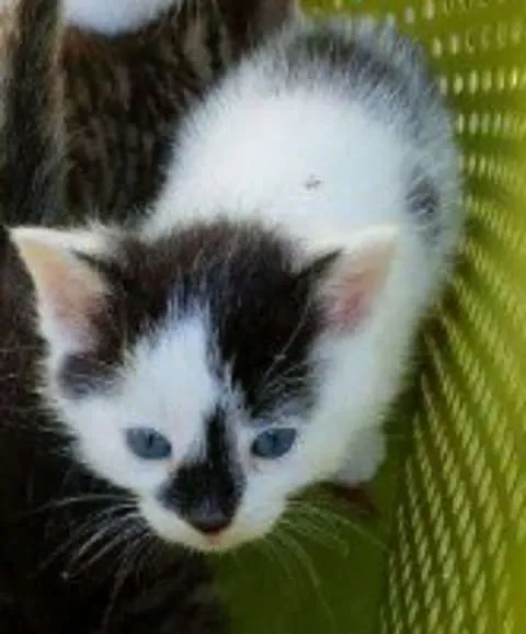 Zaginął kot, Chojnice, 7 października 2025