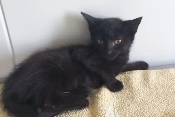 Kot do adopcji, Henrykowo, 7 października 2025