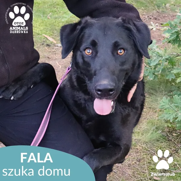 Pies do adopcji, Dąbrówka, 7 października 2025 (1/4)