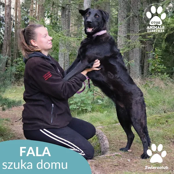 Pies do adopcji, Dąbrówka, 7 października 2025 (2/4)