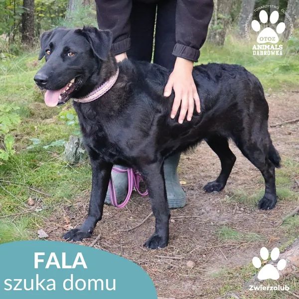 Pies do adopcji, Dąbrówka, 7 października 2025 (3/4)