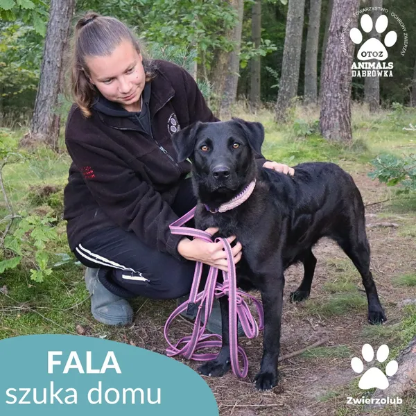 Pies do adopcji, Dąbrówka, 7 października 2025 (4/4)