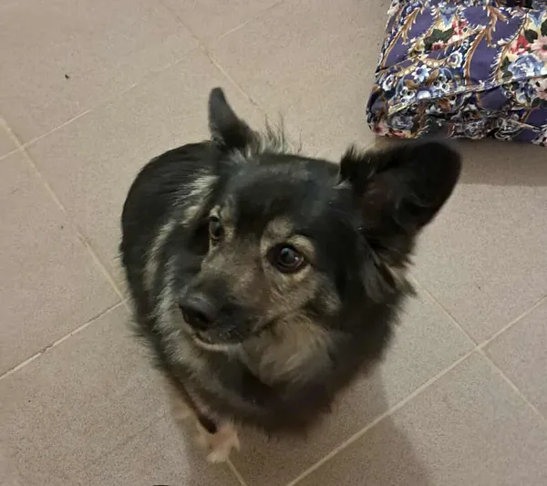 Znaleziono psa, Olsztyn, 6 października 2025