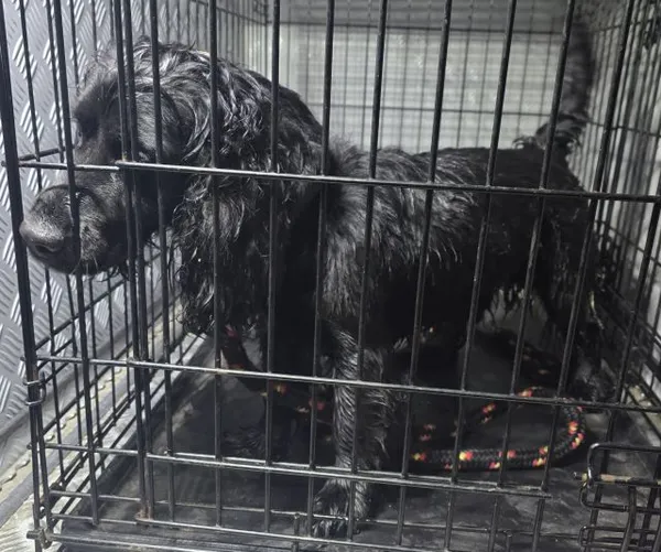 Znaleziono psa, Radom, 6 października 2025