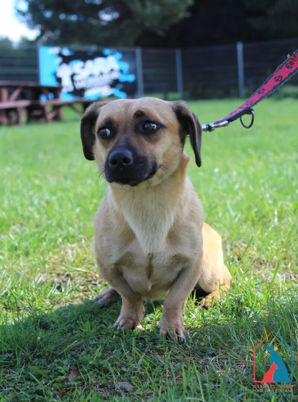 Pies do adopcji, Grudziądz, 16 września 2025