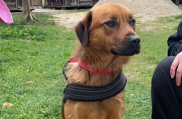 Pies do adopcji, Głowno, 8 października 2025 (1/3)