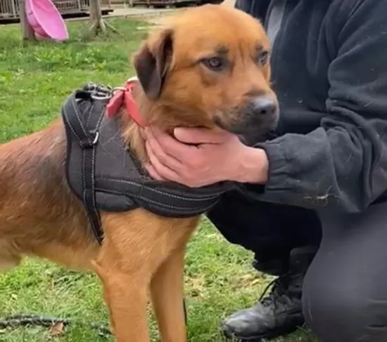 Pies do adopcji, Głowno, 8 października 2025 (3/3)