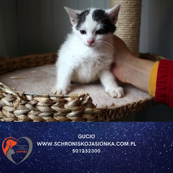 Kot do adopcji, Dębniak, 8 października 2025