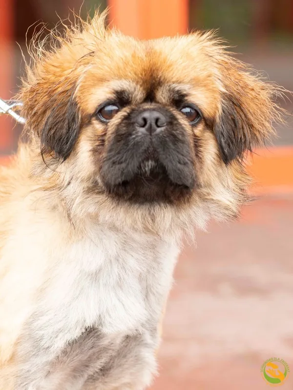 Znaleziono psa, Skałowo, 8 października 2025 (1/3)