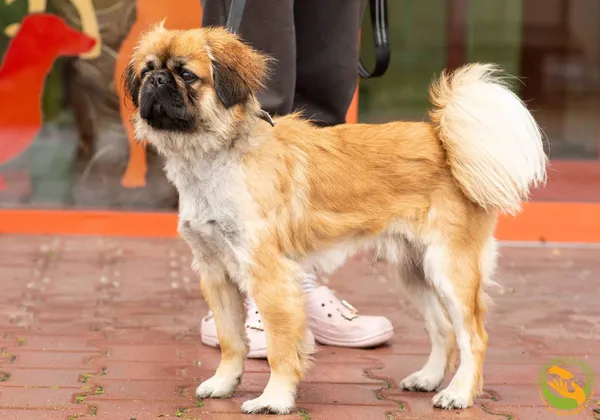 Znaleziono psa, Skałowo, 8 października 2025 (3/3)