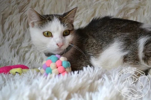 Kot do adopcji, Chełmek, 16 września 2025