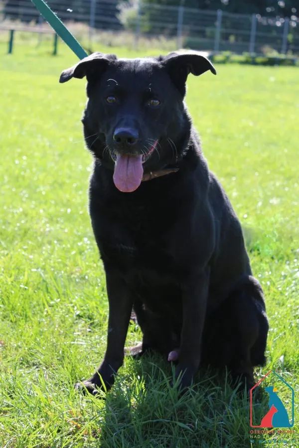 Pies do adopcji, Grudziądz, 26 września 2025