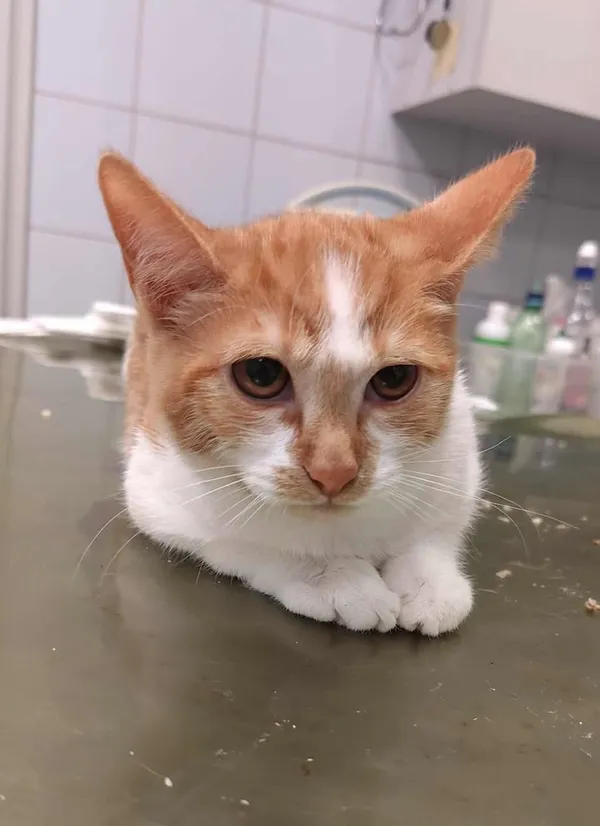 Znaleziono kota, Lublin, 23 września 2025