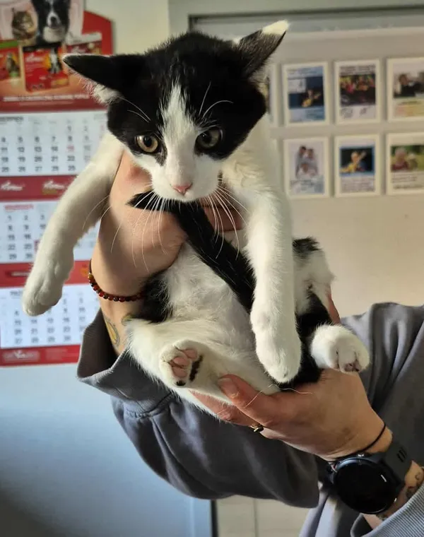 Znaleziono kota, Lublin, 25 września 2025