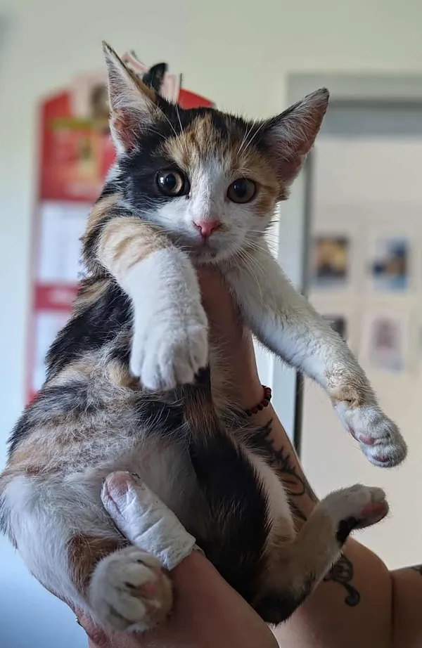 Znaleziono kota, Lublin, 26 września 2025