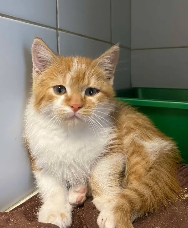 Znaleziono kota, Lublin, 27 września 2025