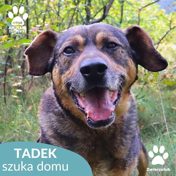 Pies do adopcji, Dąbrówka, 8 października 2025 (1/4)