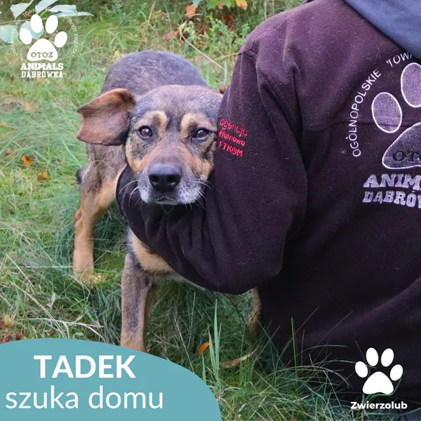 Pies do adopcji, Dąbrówka, 8 października 2025 (3/4)