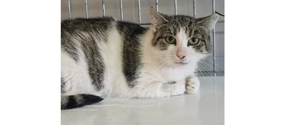 Kot do adopcji, Wrocław, 20 września 2025