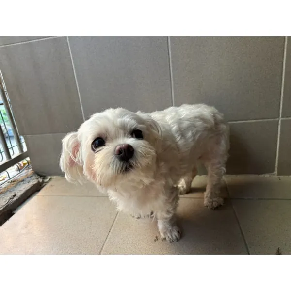 Znaleziono psa, Białystok, 8 października 2025