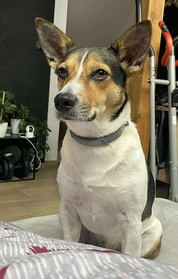 Zaginął pies, Łódź, 8 października 2025