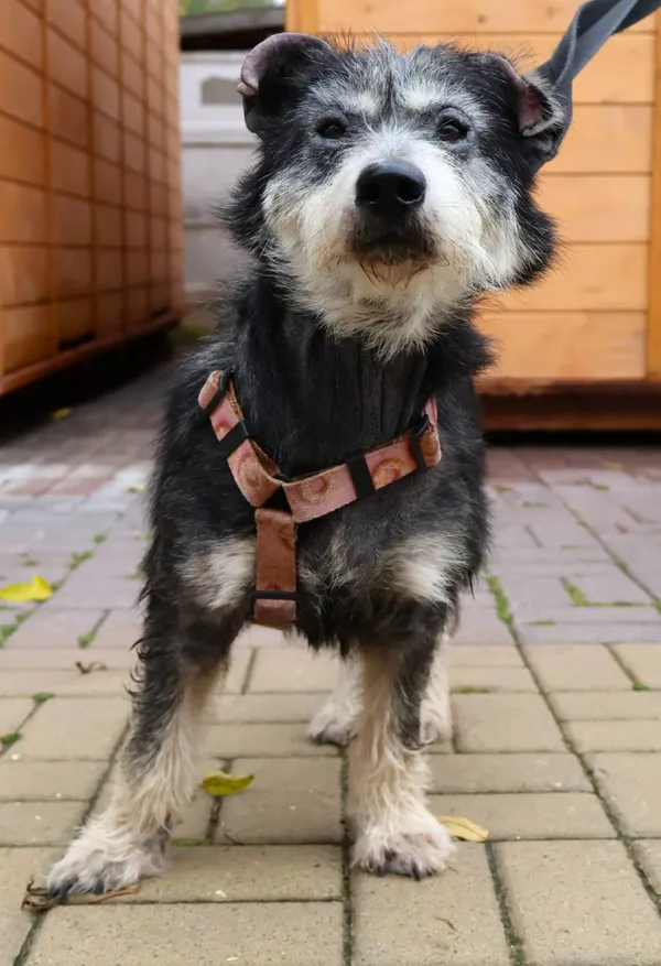 Znaleziono psa, Łódź, 8 października 2025 (2/4)