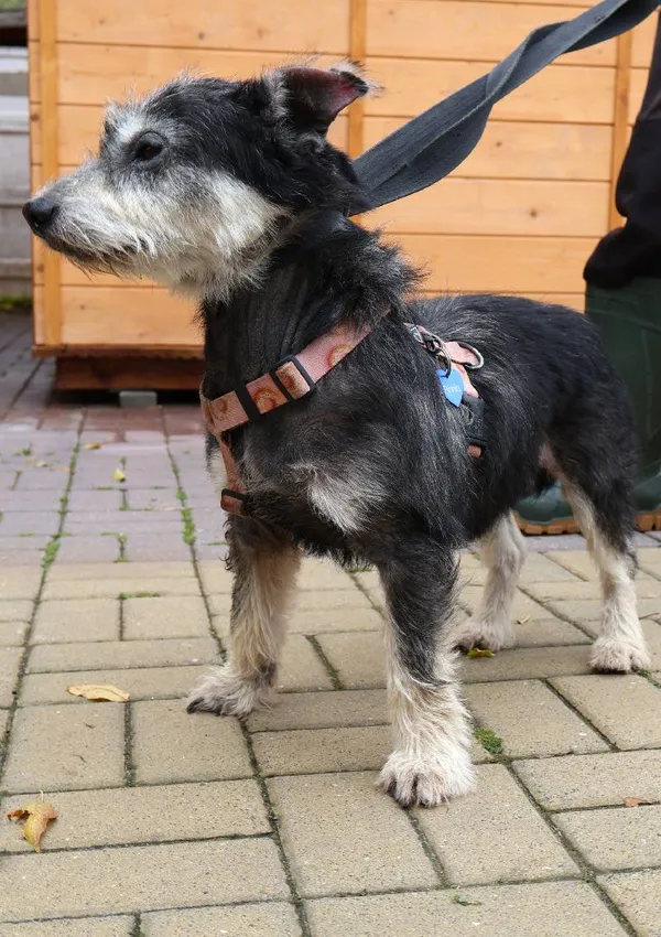 Znaleziono psa, Łódź, 8 października 2025 (3/4)